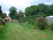 Hedge after Renovation