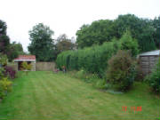 Hedge before pruning