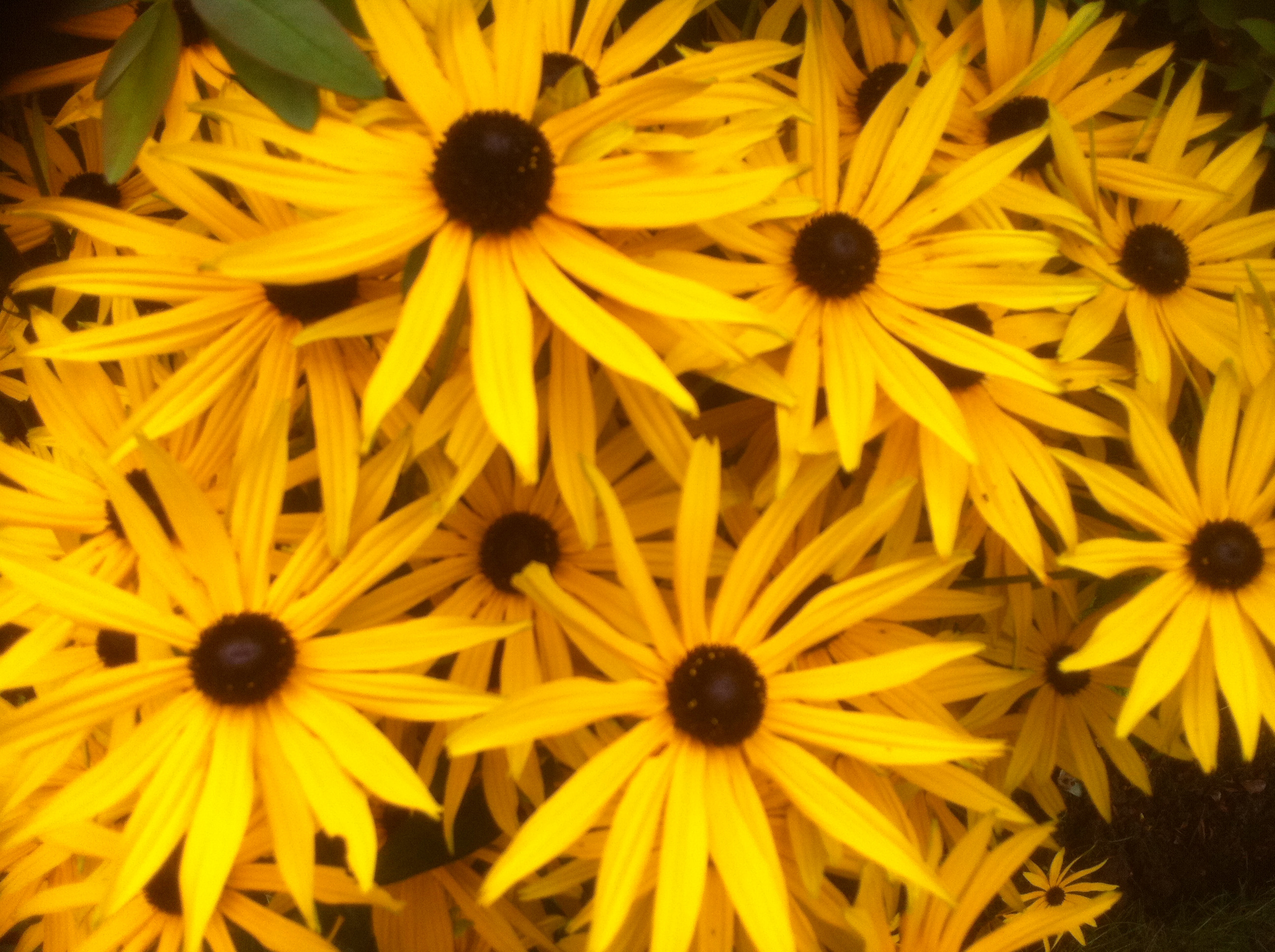 Rudbeckia in all its glory
