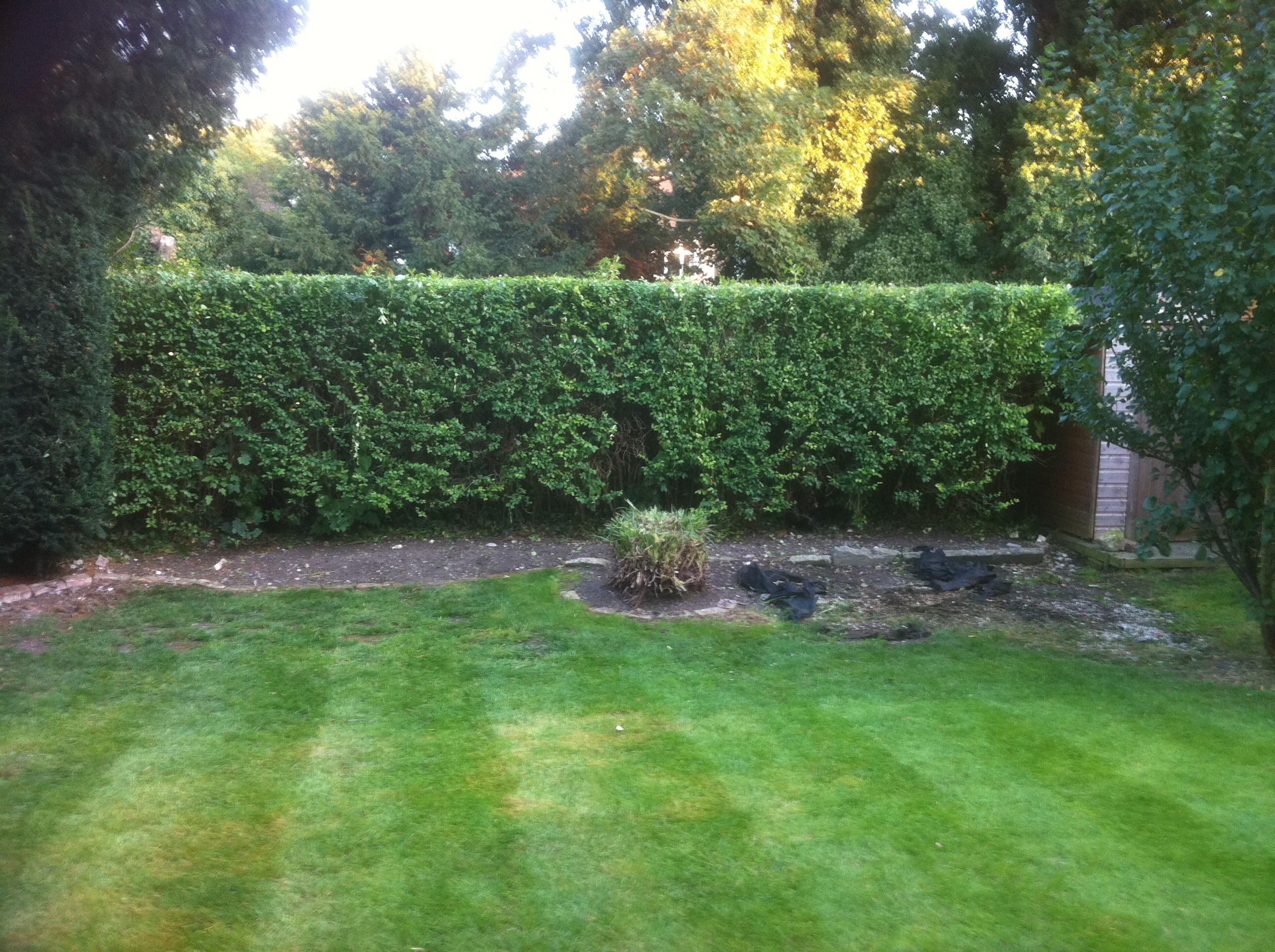 Pruned hedge after