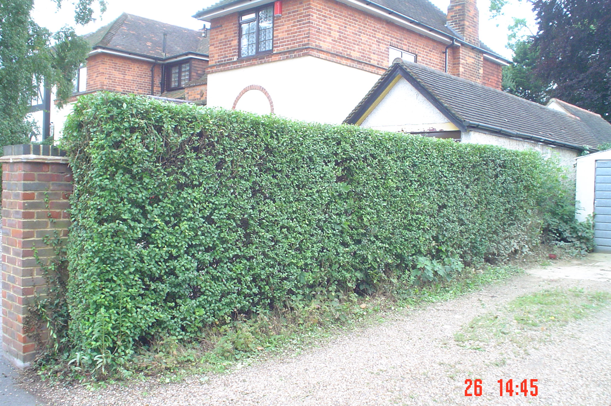 Privet hedge