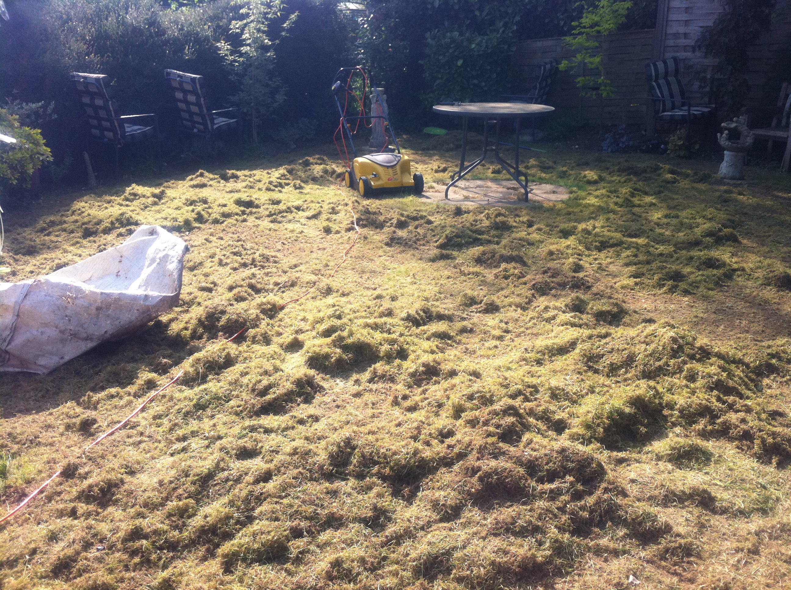 My lawn with moss lifted