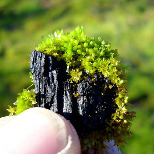 A piece of eco-friendly charcoal 'biochar'