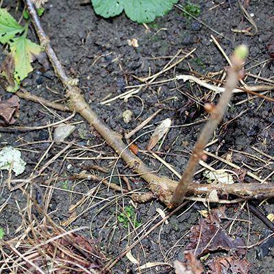 layered casseille fruit bush