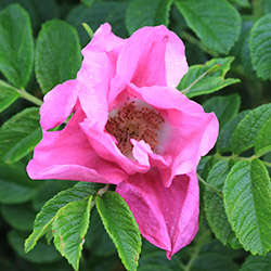 Grow your own roses