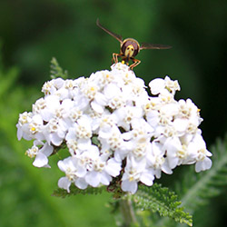 Grow your own yarrow