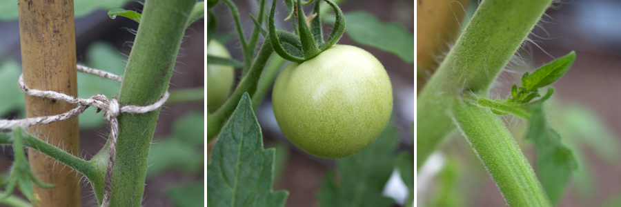 snip shoots from tomatoes